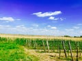 Nature near Neusiedl see. Royalty Free Stock Photo