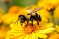 Nature nectar beauty pollen bee pollination insect honey closeup orange blossom flower Royalty Free Stock Photo