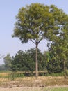 Nature, neem tree, Royalty Free Stock Photo