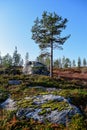 Nature of the North. Rocks and pine trees.