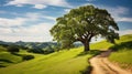 nature oak tree on hill Royalty Free Stock Photo