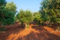 Nature olive tree italy Royalty Free Stock Photo