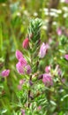 In nature, ononis spinosa grows among grasses Royalty Free Stock Photo
