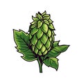 nature organic plant hop cone