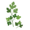 Nature organic vegetable Cilantro coriander