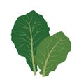 A Nature organic vegetable Collards Royalty Free Stock Photo