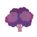 Nature organic vegetable Purple broccoli