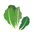 Nature organic vegetable Romaine lettuce