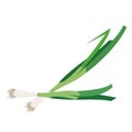 Nature organic vegetable Scallion green onion