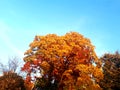 Bright autumn tree Royalty Free Stock Photo
