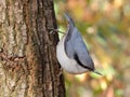 wild little bird nuthatch perched on tree trunk Royalty Free Stock Photo