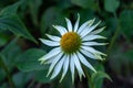 Nature outdoor floral macro of a wide open white yellow coneflower/echinacea blossom on natural blurred colorful background Royalty Free Stock Photo