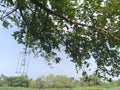 Nature outdoor tree with lamp light in daylight