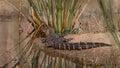 Nature Painted Juvenile Alligator