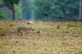 Nature Painting or scenery by Indian jackal Canis aureus indicus or Himalayan jackal or Golden jackal in early morning blue hours Royalty Free Stock Photo