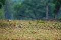 Nature Painting or scenery by Indian jackal Canis aureus indicus or Himalayan jackal or Golden jackal in early morning blue hours Royalty Free Stock Photo