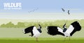 Northern lapwing in spring field on sunrise Royalty Free Stock Photo