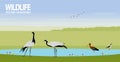 Demoiselle cranes glossy ibis black-winged stilt on pond