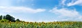 Nature panoramic landscape: Field of the yellow sunflowers. Sky and clouds Royalty Free Stock Photo