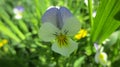 Pansies violet flower summer beautiful