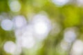 Nature park background bokeh blur