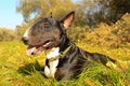 Cute English Bull Terrier lying in a meadow among fallen leaves in autumn Royalty Free Stock Photo