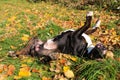 Cute English Bull Terrier rolling in a meadow, enjoying warm autumn day Royalty Free Stock Photo