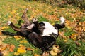 Cute English Bull Terrier rolling in a meadow among fallen leaves in autumn Royalty Free Stock Photo