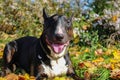 Smiling Bull Terrier black and brindle with white chest in a meadow