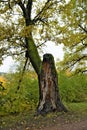 Nature park rogdestveno old tree