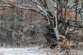 Beech tree in winter on the Shumen Plateau