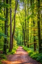 Nature Path in Berlin Forest Royalty Free Stock Photo