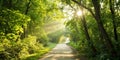 Nature path in forest with sunshine Royalty Free Stock Photo
