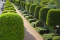 Nature path through in the garden