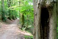 Nature path with hallow tree trunk in the front