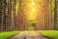 Nature path pass through pine tree garden and sun light shine through leaves.