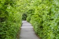 Nature Path Royalty Free Stock Photo