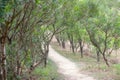 the nature path at Wilson Trail Sectio no4 10 Dec 2006