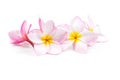 Nature pattern of blossoming color exotic rose pink Frangipani flower