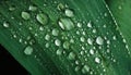 Nature pattern of droplets on green leaf Royalty Free Stock Photo