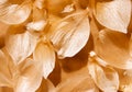 Nature pattern of dry petals