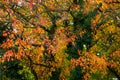 Nature pattern, multicolored autumn tree foliage, autumn sketch
