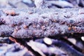 Nature patterns of laccifer lacca kerr , stick rasin on branches of rain tree with many aphids , economic insect background