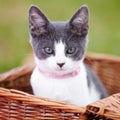 Nature, pet and portrait of cat in a basket in an outdoor garden or park by grass with pink collar. Cute, adorable and