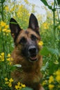 Nature and pets concept. Front view. Close up portrait. Beautiful German Shepherd sits in rapeseed field and smiles Royalty Free Stock Photo