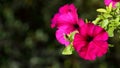 A nature photo is a beautiful petunia flower on green background