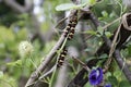 Nature photo: the caterpillars in the tree Viet Nam Royalty Free Stock Photo