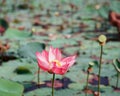 Nature photo: Lotus flowers. This is beautifull flowers.