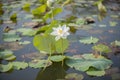 Nature photo: Lotus flowers. This is beautifull flowers.