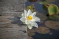 Nature photo: Lotus flowers. This is beautifull flowers.